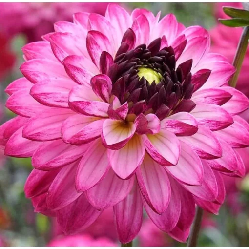 Dahlia ROMANTICA (I.) - Dália