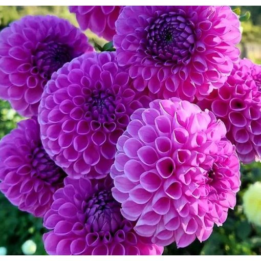 Dahlia WESTERTON FOLLY (I.) - Dália