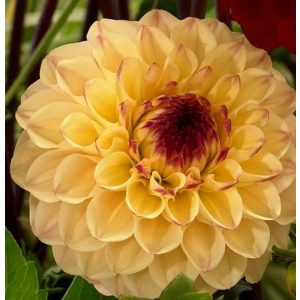 Dahlia YELLOW JILL (I.) - Dália