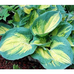 Hosta DREAM WEAVER (I.) - Árnyékliliom
