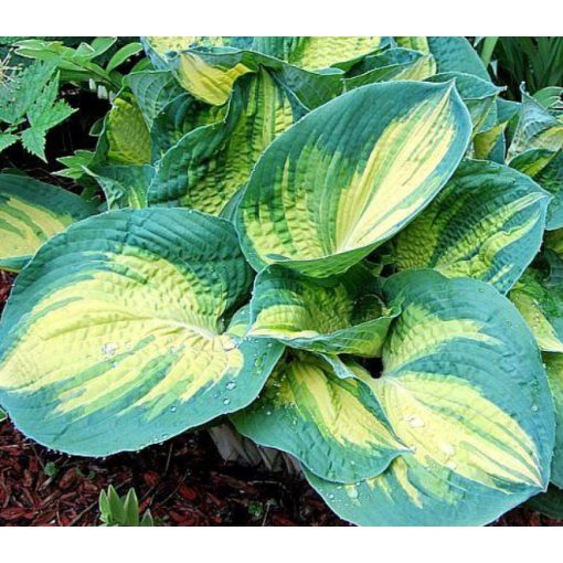 Hosta DREAM WEAVER (I.) - Árnyékliliom