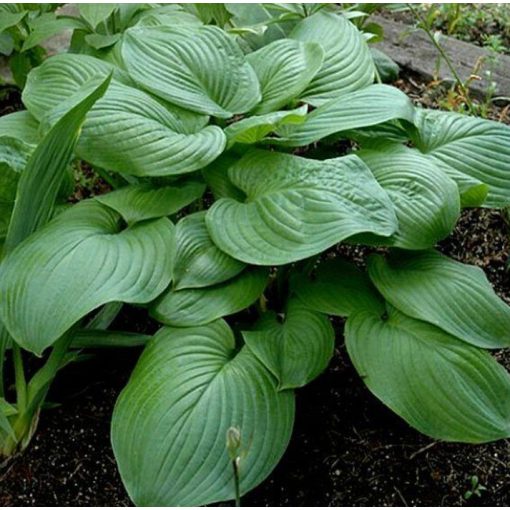 Hosta FRIED GREEN TOMATOES (I.) - Árnyékliliom