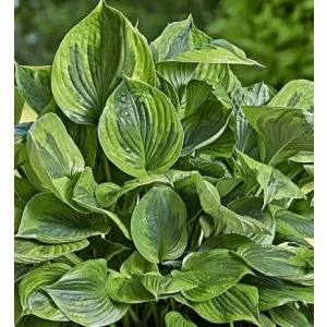 Hosta GREEN PATRIOT (I.) - Árnyékliliom