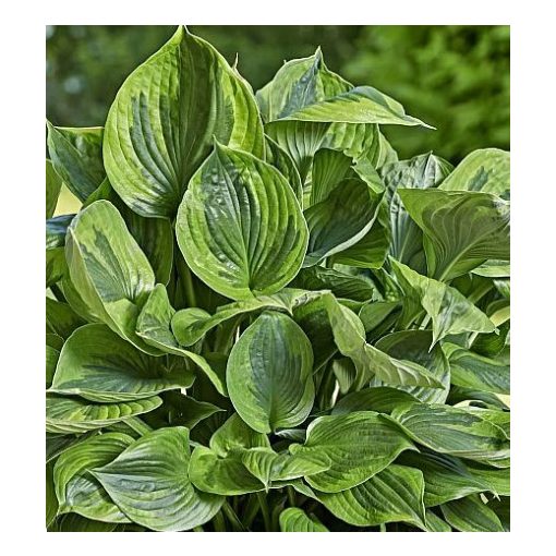 Hosta GREEN PATRIOT (I.) - Árnyékliliom