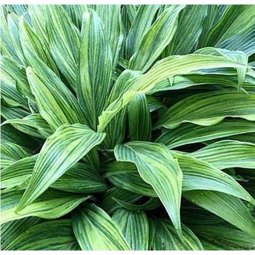 Hosta HYUGA URAJIRO (I.) - Árnyékliliom