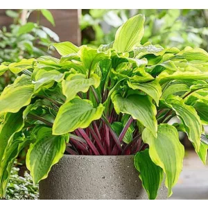 Hosta LIPSTICK BLUSH (I.) - Árnyékliliom