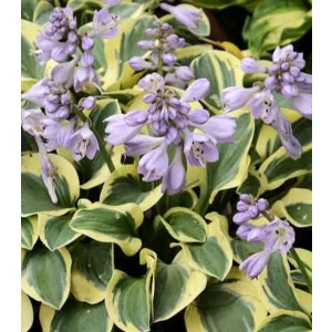 Hosta MINI SKIRT (I.) - Árnyékliliom