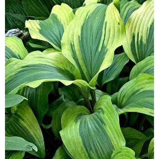 Hosta MONKEY BUSINESS (I.) - Árnyékliliom