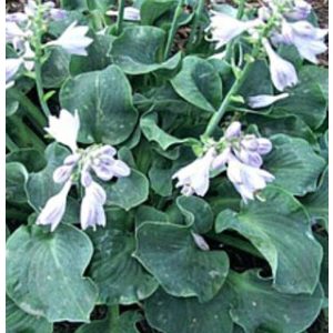 Hosta RUFFLED MOUSE EARS (I.) - Árnyékliliom