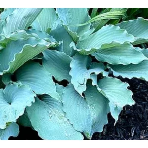 Hosta SKYWRITER (I.) - Árnyékliliom