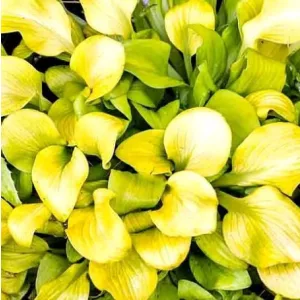 Hosta SUN MOUSE (I.) - Árnyékliliom
