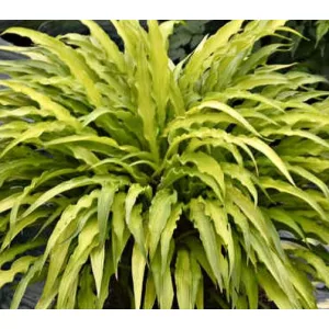 Hosta WIGGLES AND SQUIGGLES (I.) - Árnyékliliom