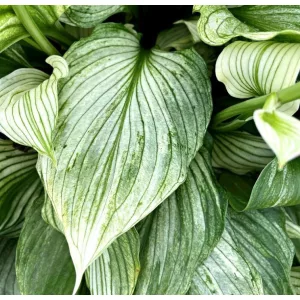 Hosta ZEBRA STRIPES (I.) - Árnyékliliom