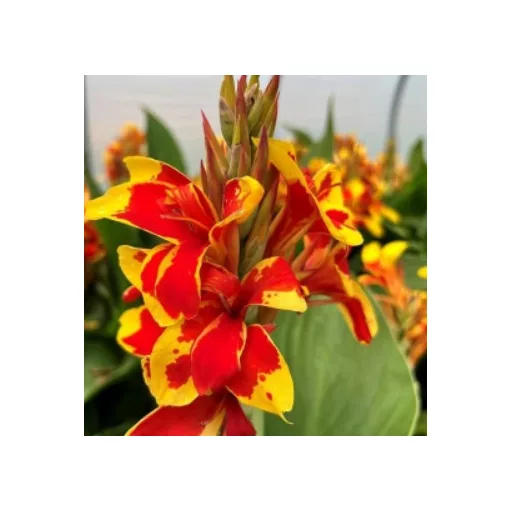 Canna ORANGE FLAME (I.) - Kannavirág