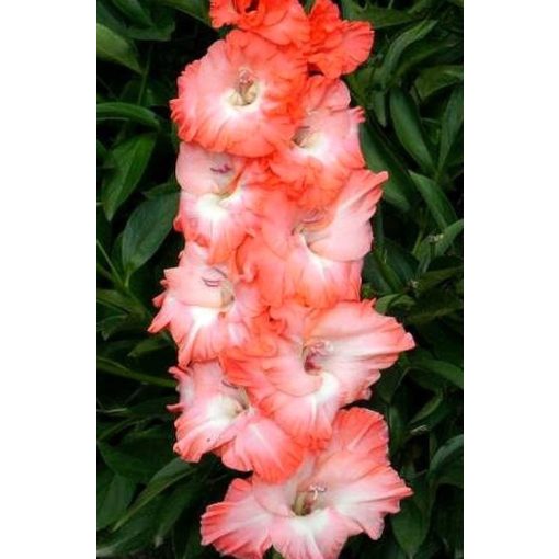 Gladiolus BATISTELLA (12/+) - Kardvirág