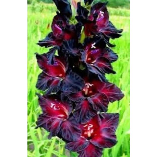 Gladiolus JACK OF SPADES (12/+) - Kardvirág