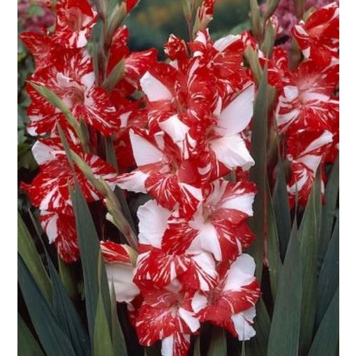 Gladiolus KOI PURSUIT (12/+) - Kardvirág