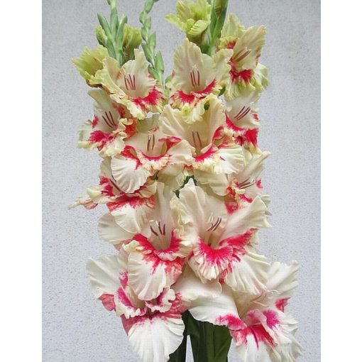 Gladiolus PATHOS (12/+) - Kardvirág