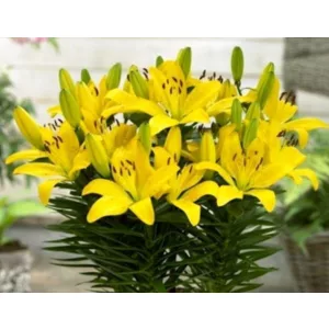 Lilium GOLDEN MATRIX (14/+) - Liliom