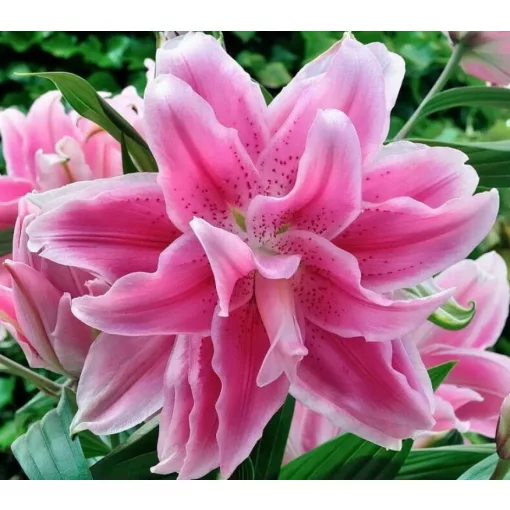 Lilium ISABELLA (14/+) - Liliom