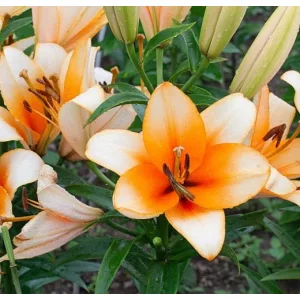 Lilium ORANGE EMPEROR (14/+) - Liliom