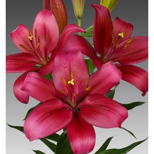 Lilium SHIMLA (14/+) - Liliom