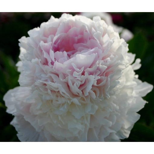 Paeonia CORNELIA SHAYLOR (I.) - Bazsarózsa