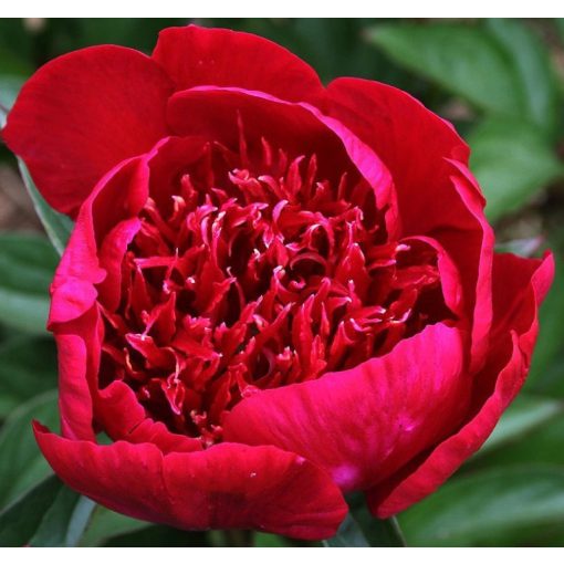 Paeonia HARI-HI-NIN (I.) - Bazsarózsa