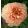 Paeonia itoh MAGICAL MYSTERY RIDE (I.) - Félfás bazsarózsa