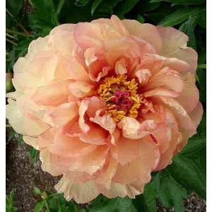   Paeonia itoh MAGICAL MYSTERY RIDE (I.) - Félfás bazsarózsa
