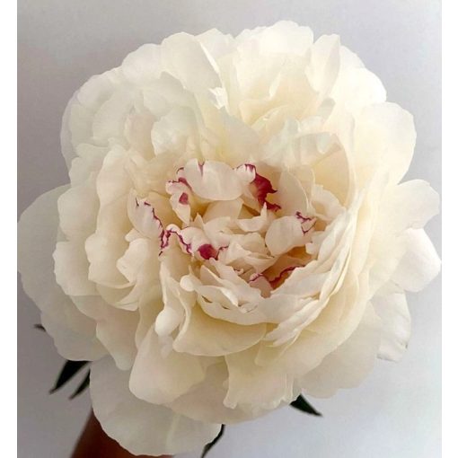 Paeonia MISTRESS (I.) - Bazsarózsa