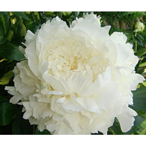 Paeonia MRS. J. V. EDLUND (I.) - Bazsarózsa