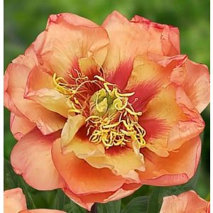 Paeonia itoh ORANGE VICTORY (I.) - Félfás bazsarózsa