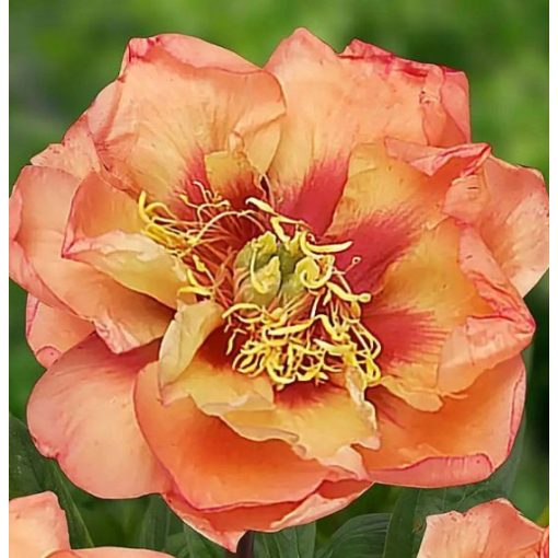 Paeonia itoh ORANGE VICTORY (I.) - Félfás bazsarózsa