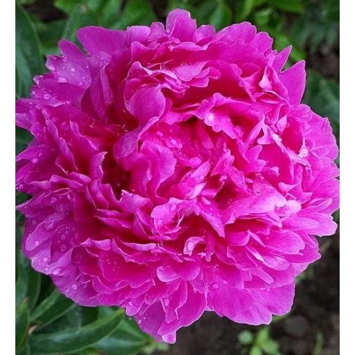 Paeonia PINK JAZZ (I.) - Bazsarózsa