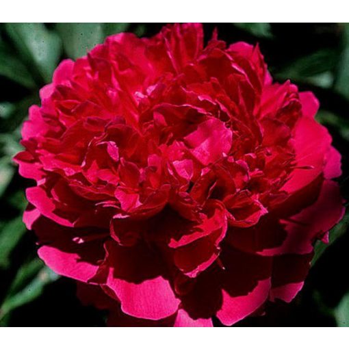 Paeonia RED SUPREME (I.) - Bazsarózsa