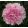 Paeonia SARAH BERNHARDT UNIQUE (I.) - Bazsarózsa