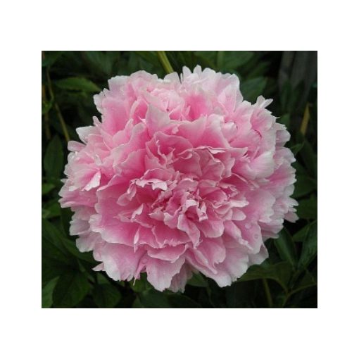 Paeonia SARAH BERNHARDT UNIQUE (I.) - Bazsarózsa