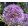 Allium aflatunense - Iráni hagyma