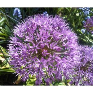 Allium aflatunense - Iráni hagyma