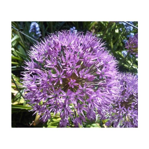 Allium aflatunense - Iráni hagyma