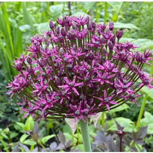 Allium Magic - Díszhagyma