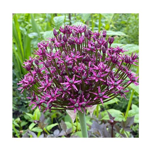 Allium Magic - Díszhagyma