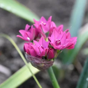 Allium oreophilum Samur (5/+) - Díszhagyma