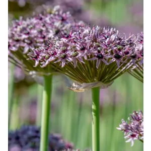 Allium Starlight (12/+) - Díszhagyma