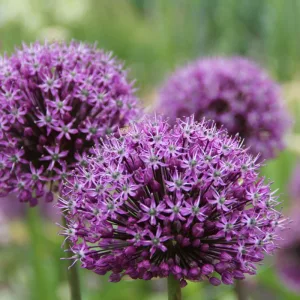 Allium Venus (16/+) - Díszhagyma