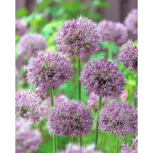 Allium Glory of Pamir (10/+) - Díszhagyma