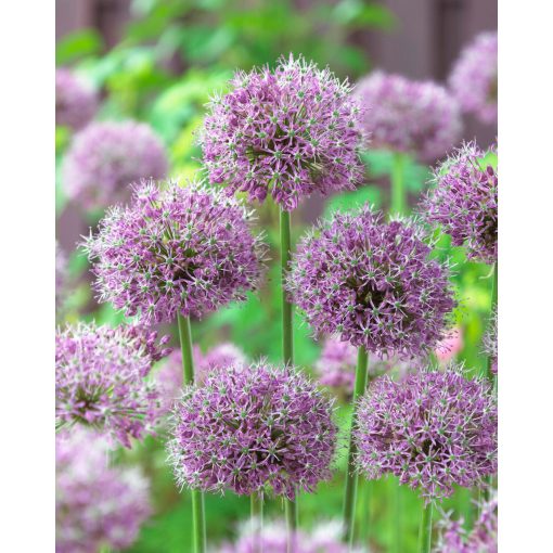 Allium Glory of Pamir (10/+) - Díszhagyma