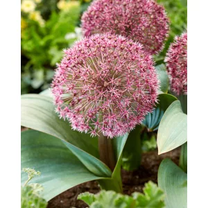 Allium Red Giant Star (10/+) - Díszhagyma