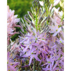Camassia Aurora (12/+) - Prérigyertya
